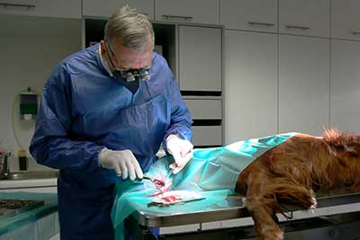 Prantner Tierklinik Hund Operation