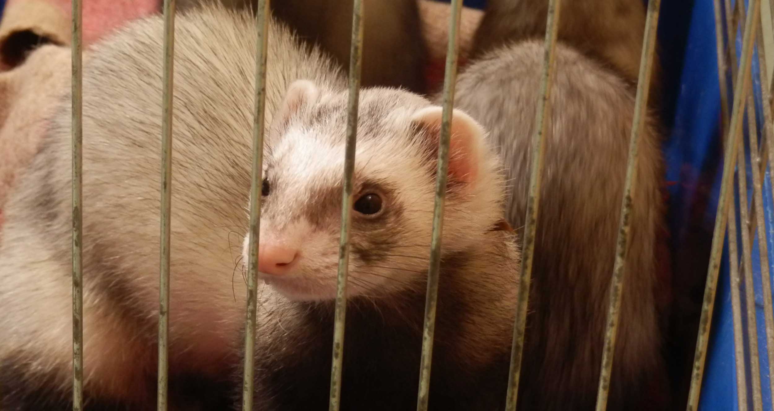 Prantner Tierklinik Tiere