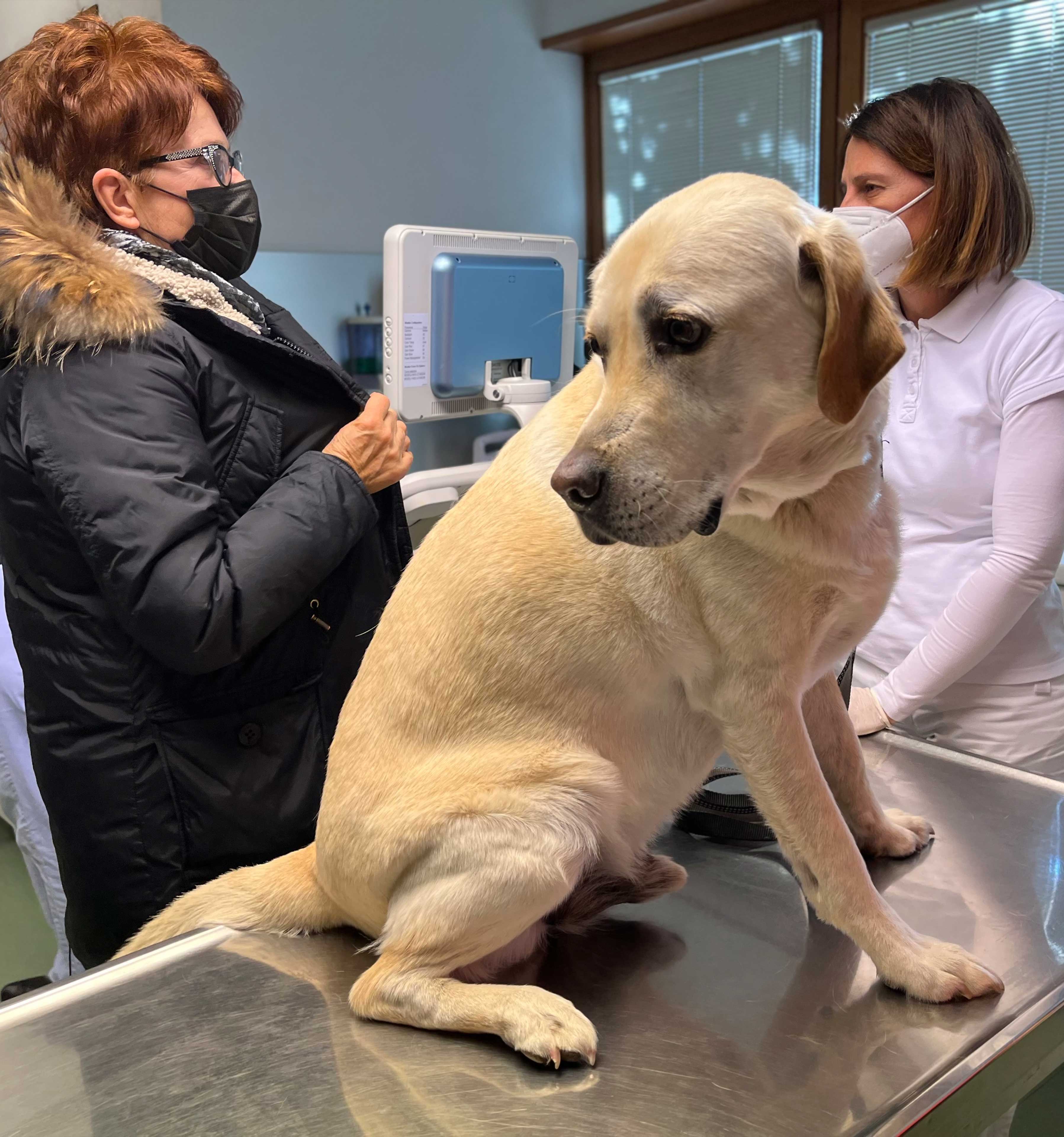 Prantner Tierklinik Hund Medizin Organe Innere Medizin